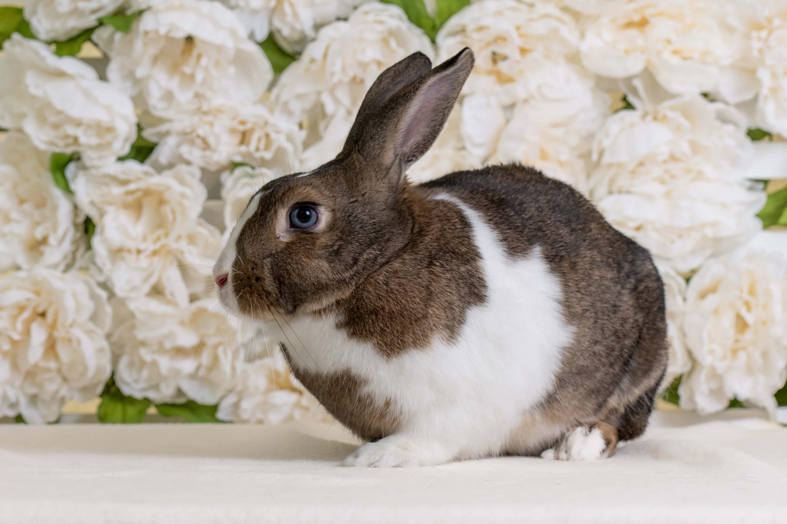 Japanese Resources — House Rabbit Society